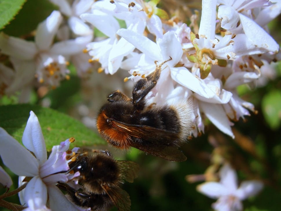 Hummel, Bumblebees, Bombus, Drones, flower, insect preview