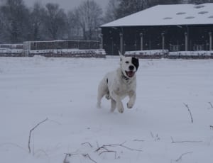 white and black short coated dog running on snow covered road thumbnail