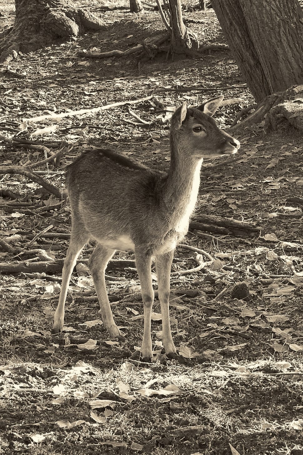 white and gray small deer preview