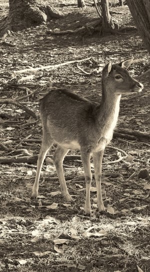 white and gray small deer thumbnail