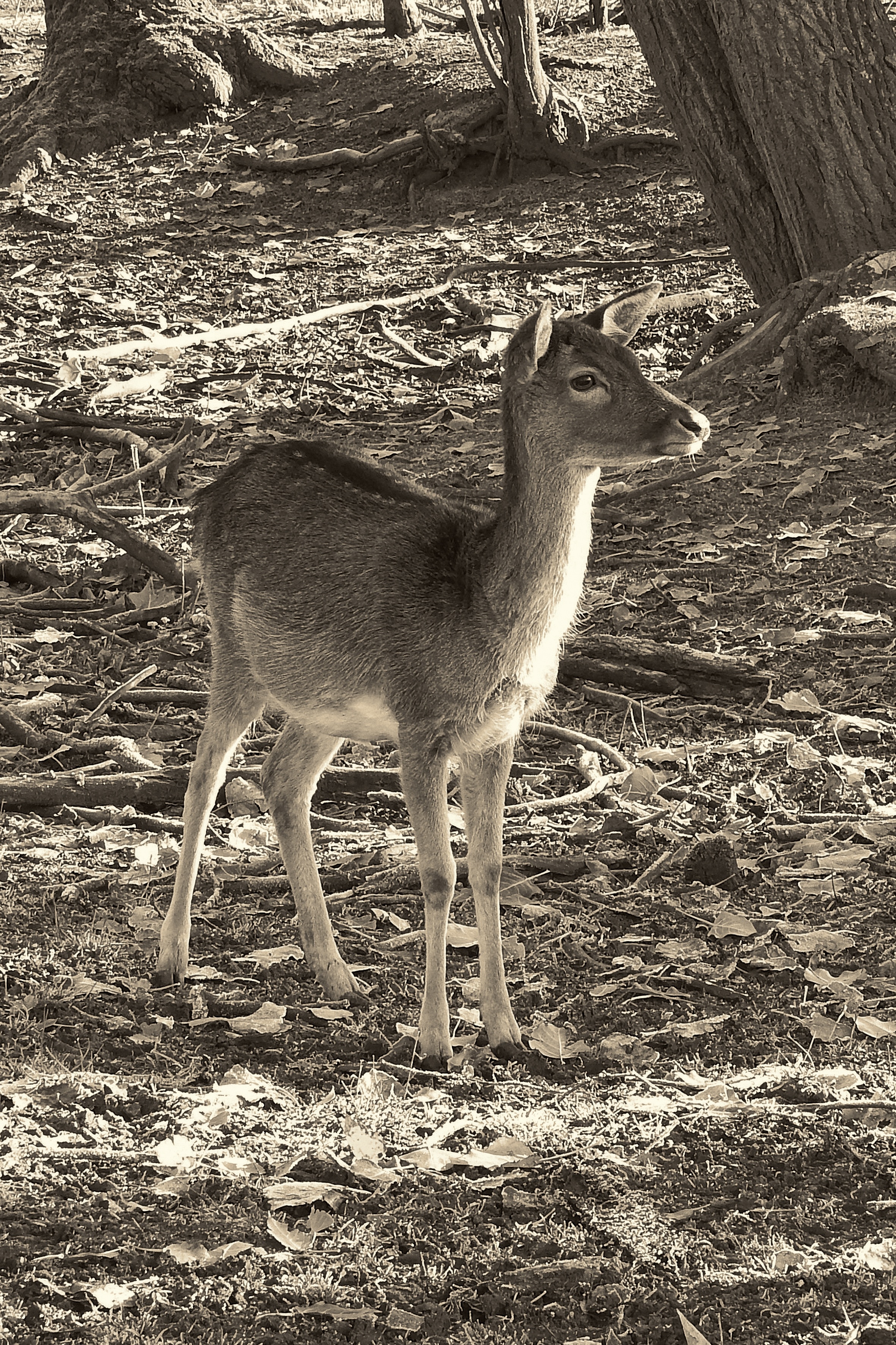 white and gray small deer