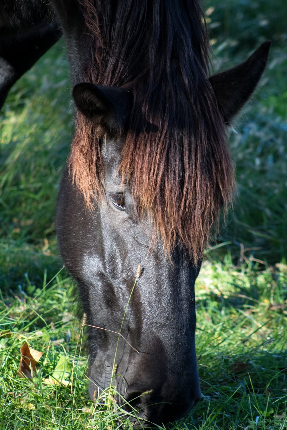 black horse eating grass preview