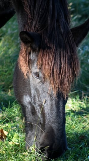 black horse eating grass thumbnail