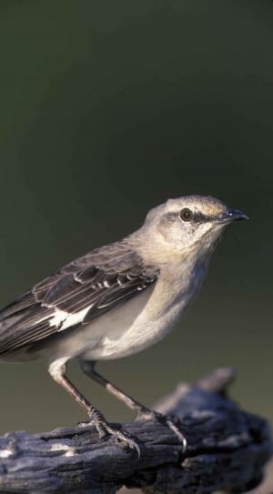 northern mockingbird thumbnail