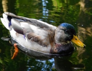 white and brown duck thumbnail