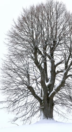 grey bare tree thumbnail