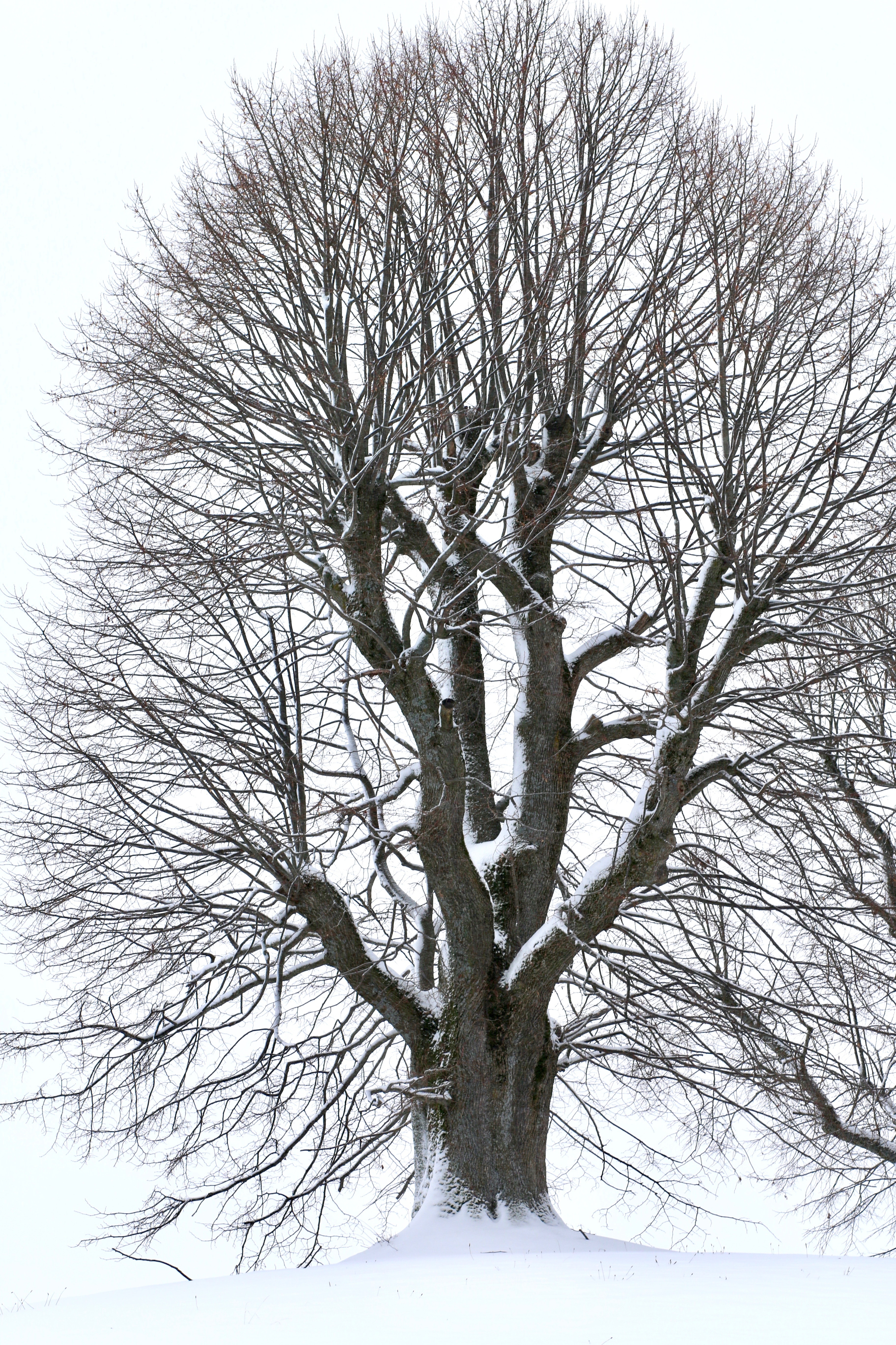 grey bare tree