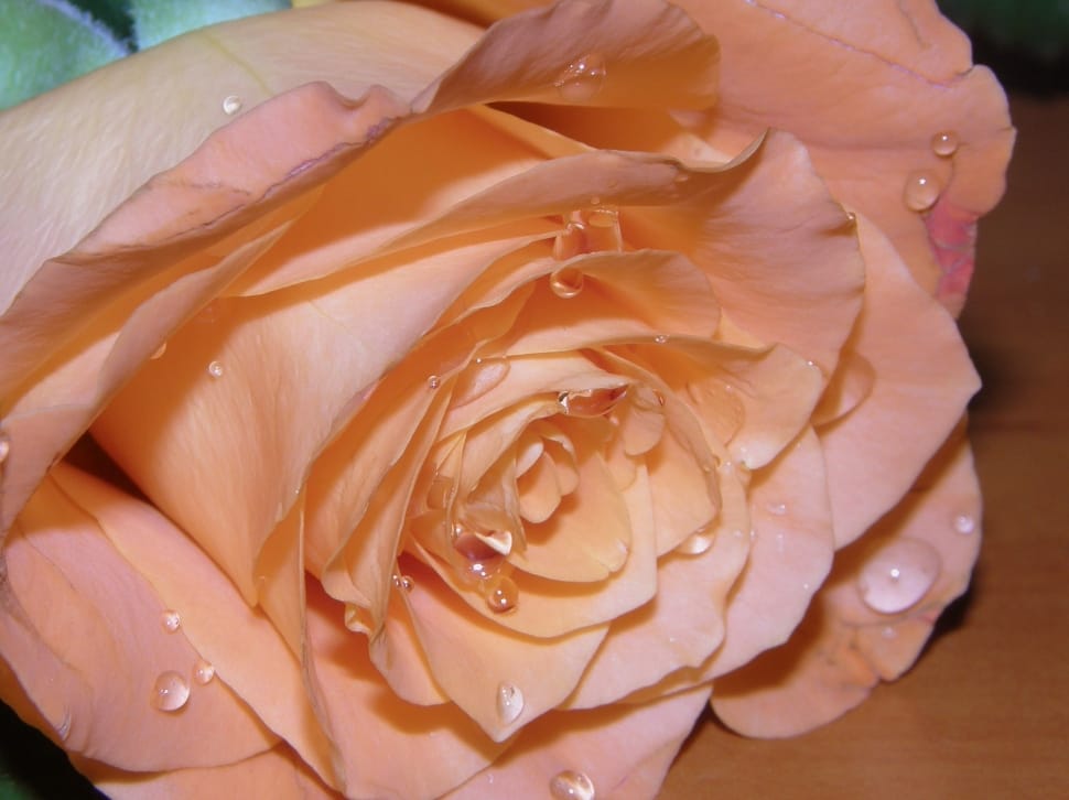beige rose flower preview