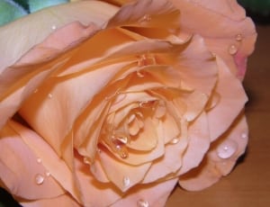 beige rose flower thumbnail