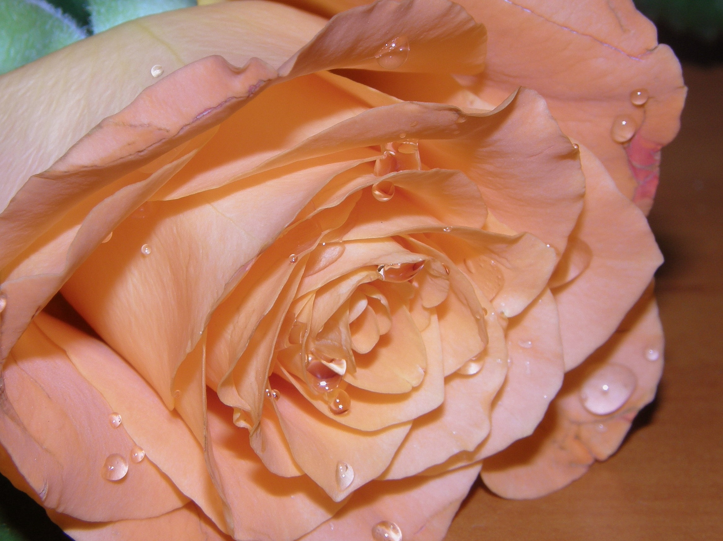 beige rose flower