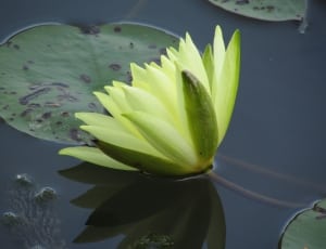 green waterllily flower thumbnail