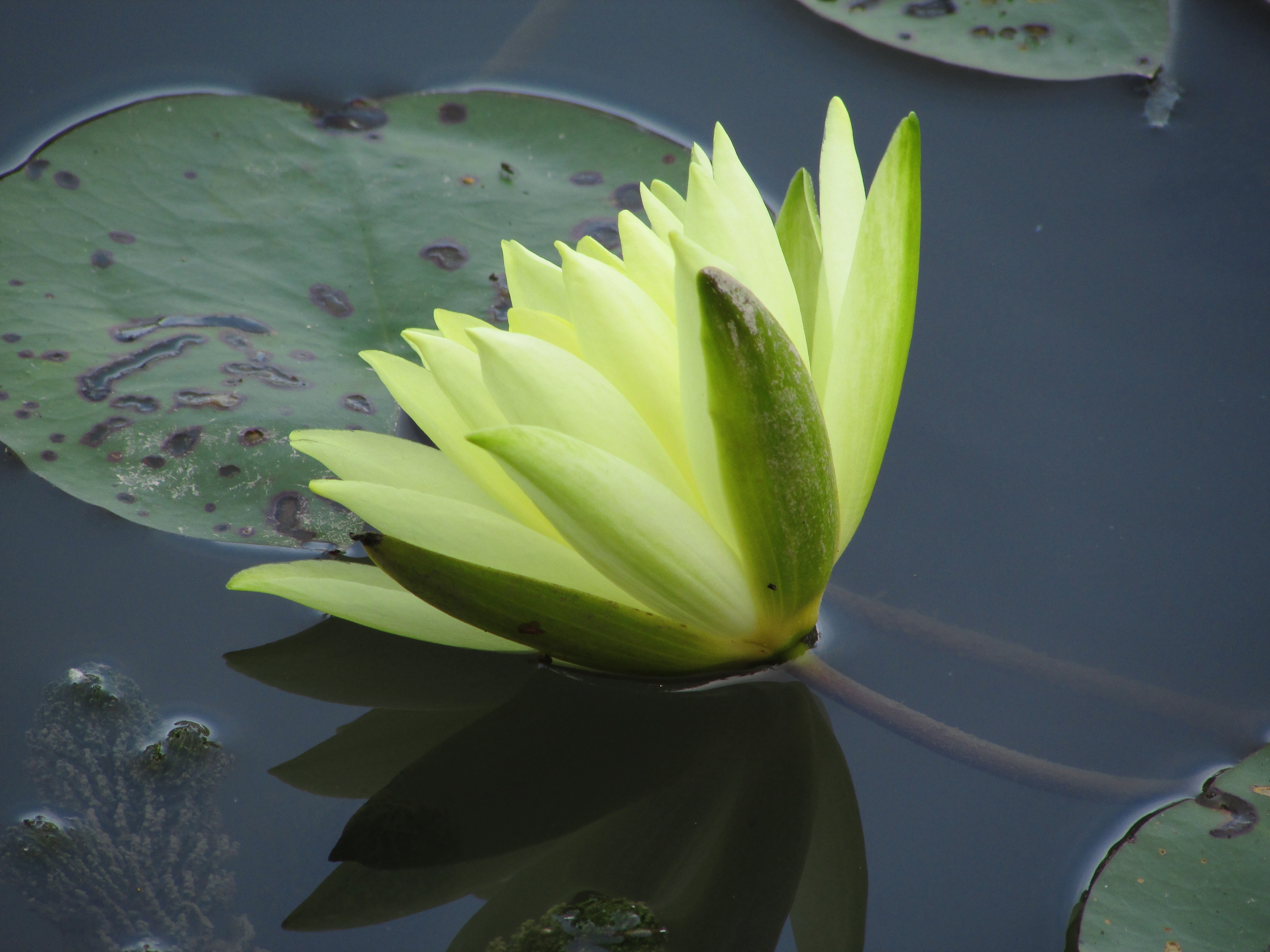 green waterllily flower