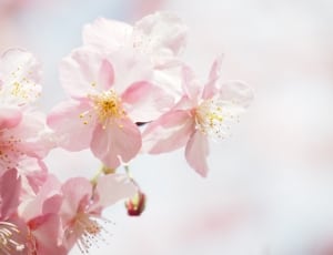 pink blossom thumbnail