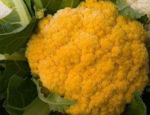 yellow cauliflower thumbnail