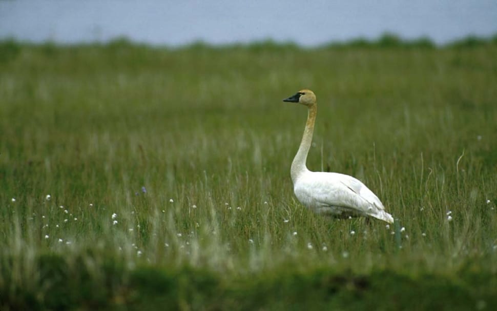 Swan, Tundra, Bird, Wildlife, Nature, one animal, animals in the wild preview