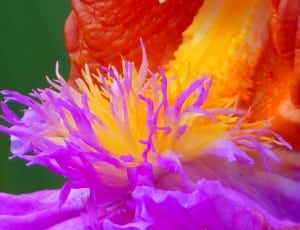 purple and yellow petaled clower thumbnail