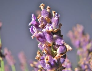 purple and brown flower thumbnail
