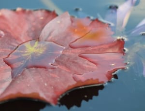red water lilly close up thumbnail