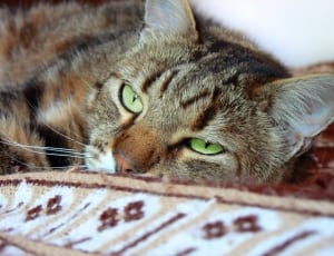 grey cat lying on a rug thumbnail