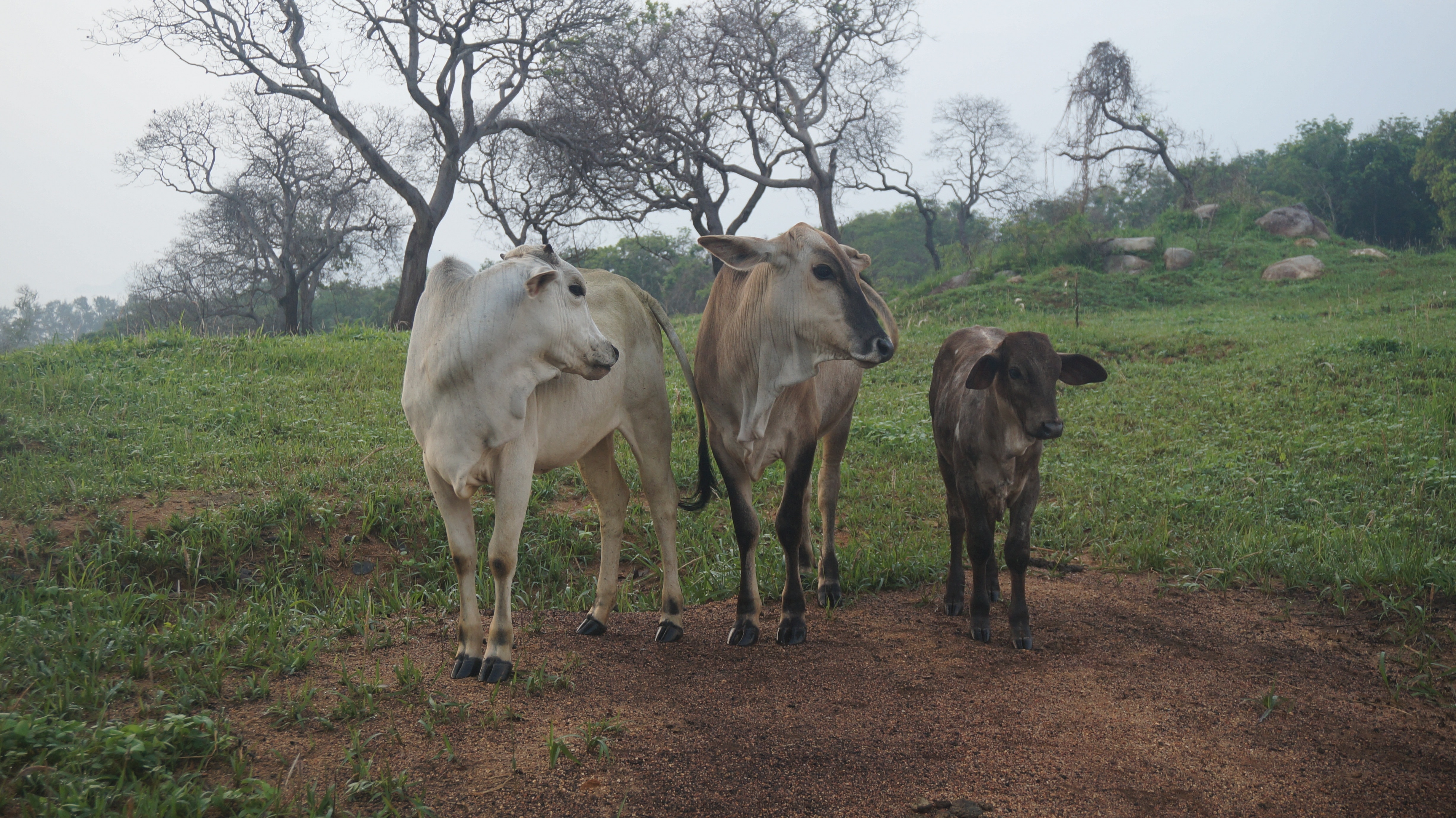 three cow cuff on grass field during daytime photo
