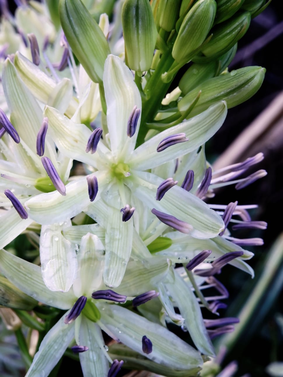 white and purple lilies preview