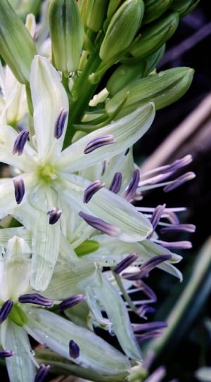 white and purple lilies thumbnail