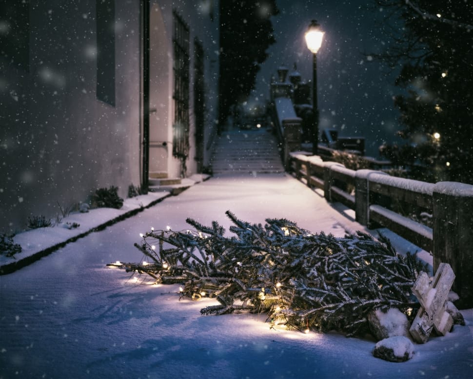 pine tree with string light fell down on snow pathway preview