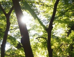 low angle photography of green trees during daytime thumbnail