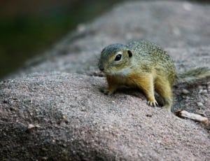 brown and black squirrel thumbnail