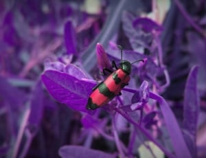 red and black beetle on purple leaf in closeup photography thumbnail