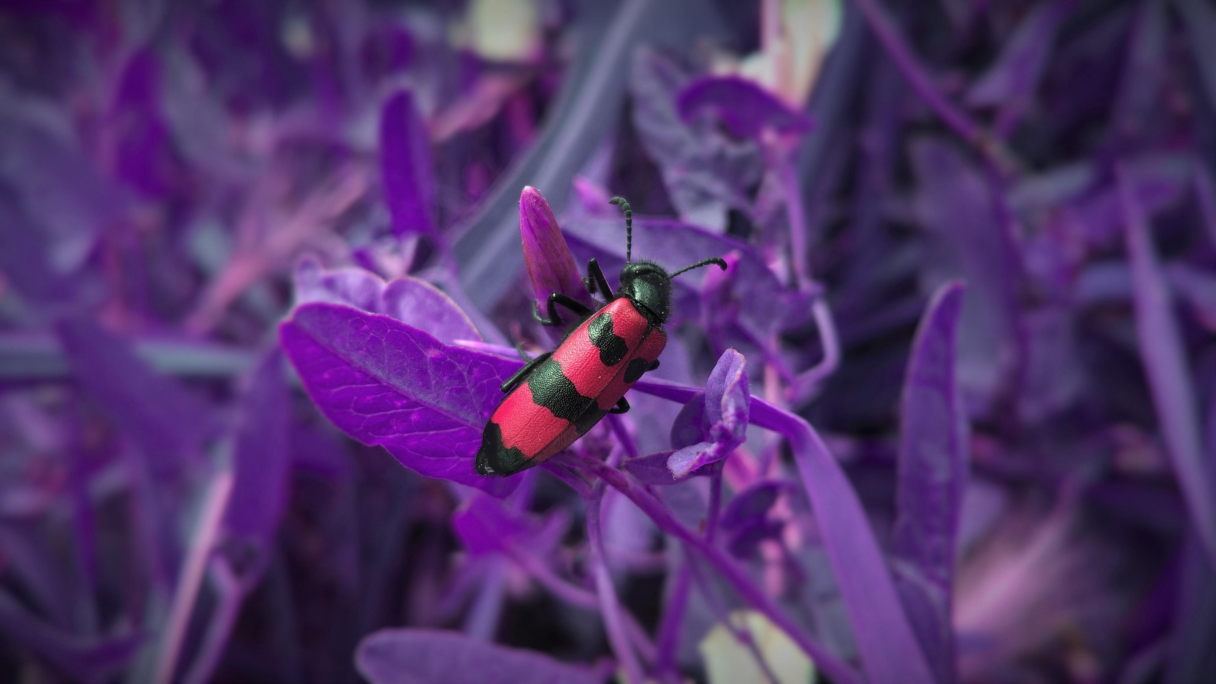 red and black beetle on purple leaf in closeup photography