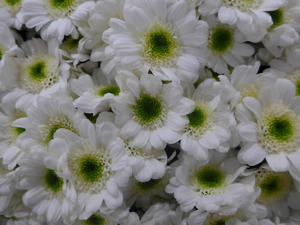 white and green petaled floral preview