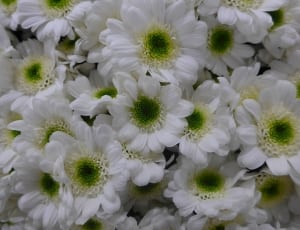 white and green petaled floral thumbnail