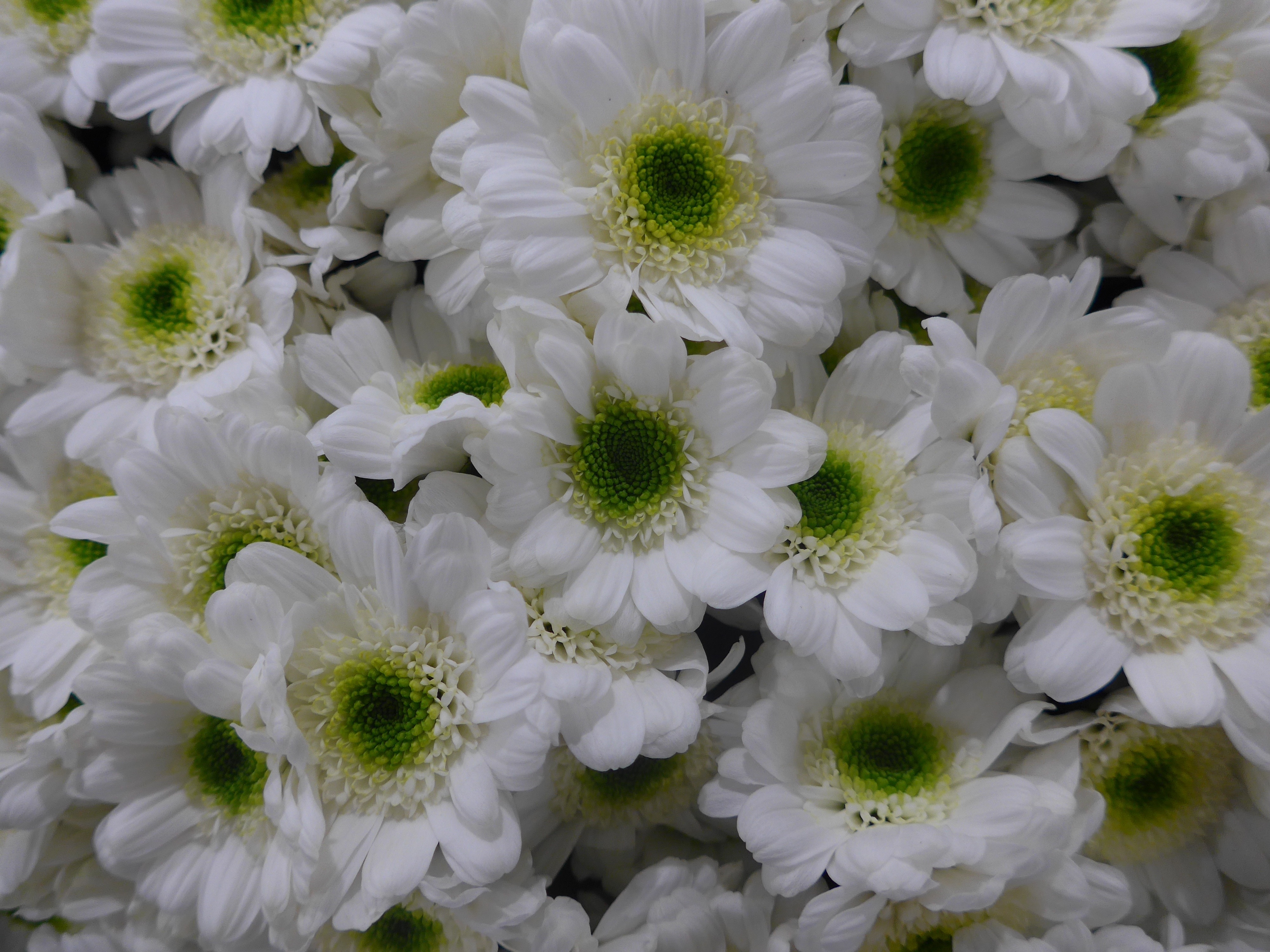 white and green petaled floral