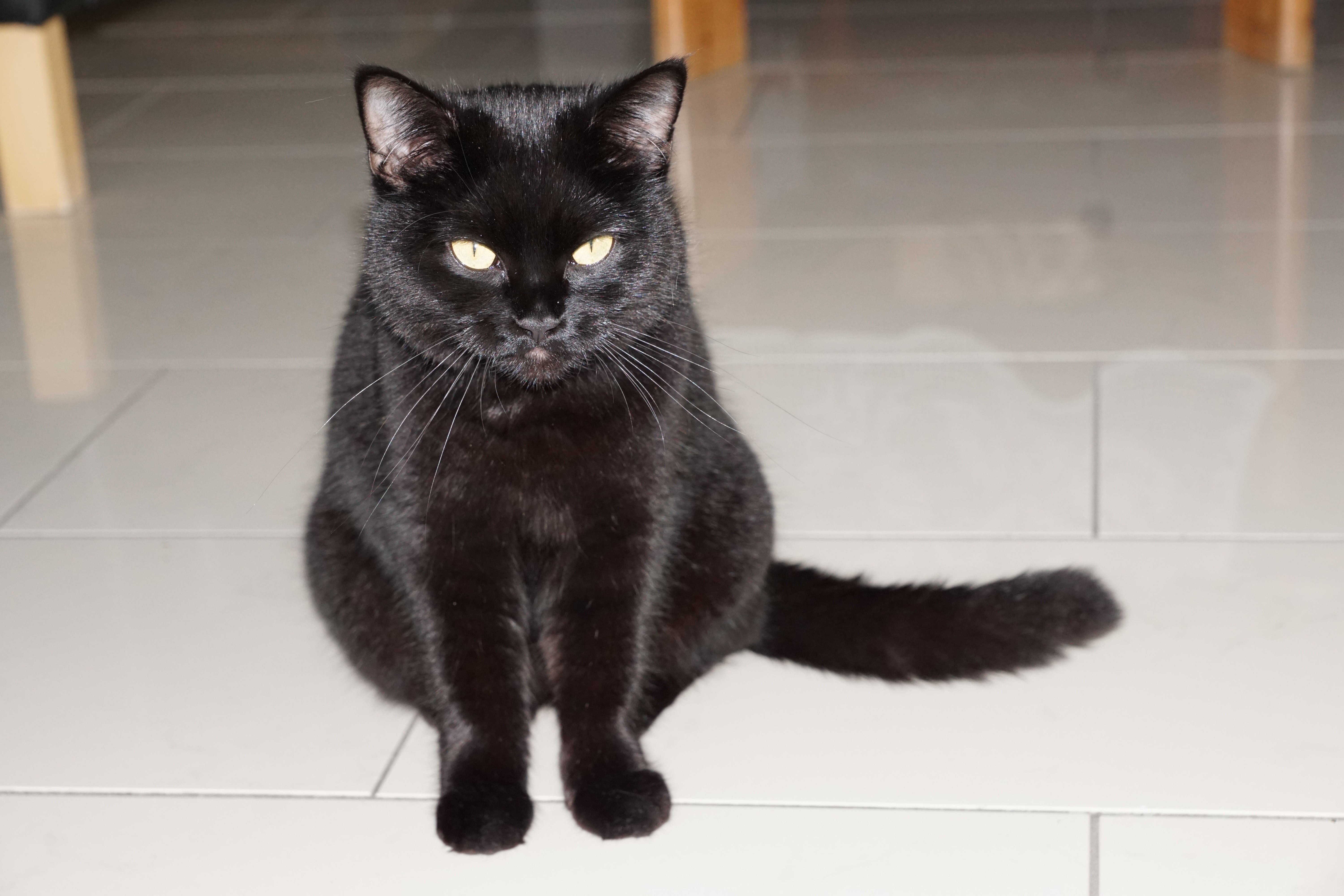 black short coated cat