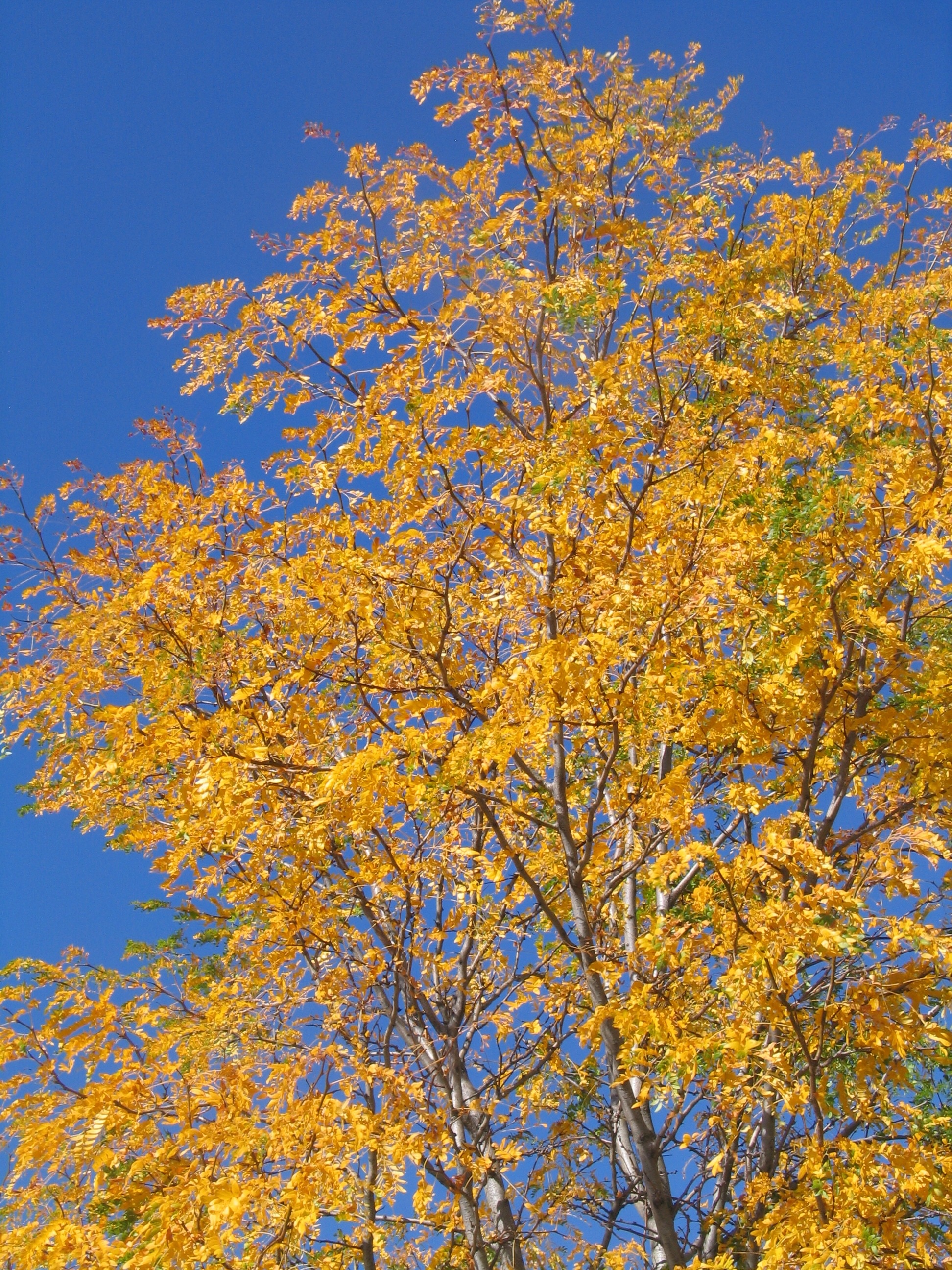 yellow leafed tree
