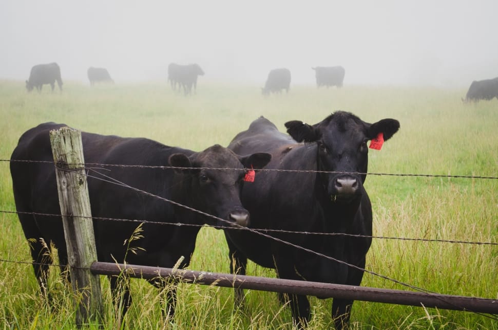 two black cows near metal wire fence preview