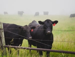 two black cows near metal wire fence thumbnail