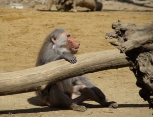 baboon ape thumbnail