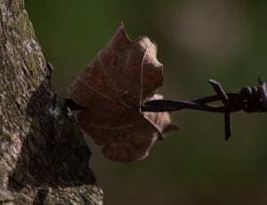 brown leaf on brass strap thumbnail