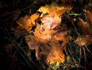dry maple leaves thumbnail