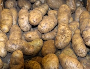 potato lot thumbnail