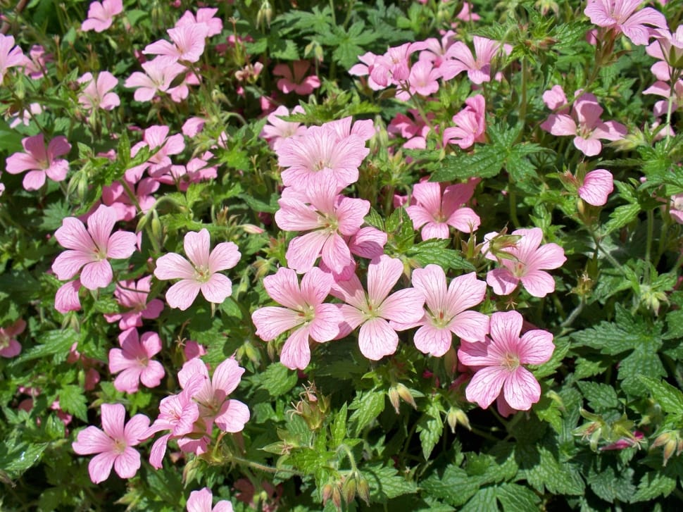 pink phlox flower preview