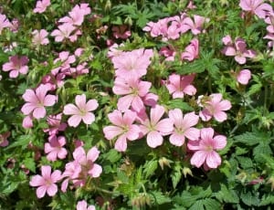 pink phlox flower thumbnail