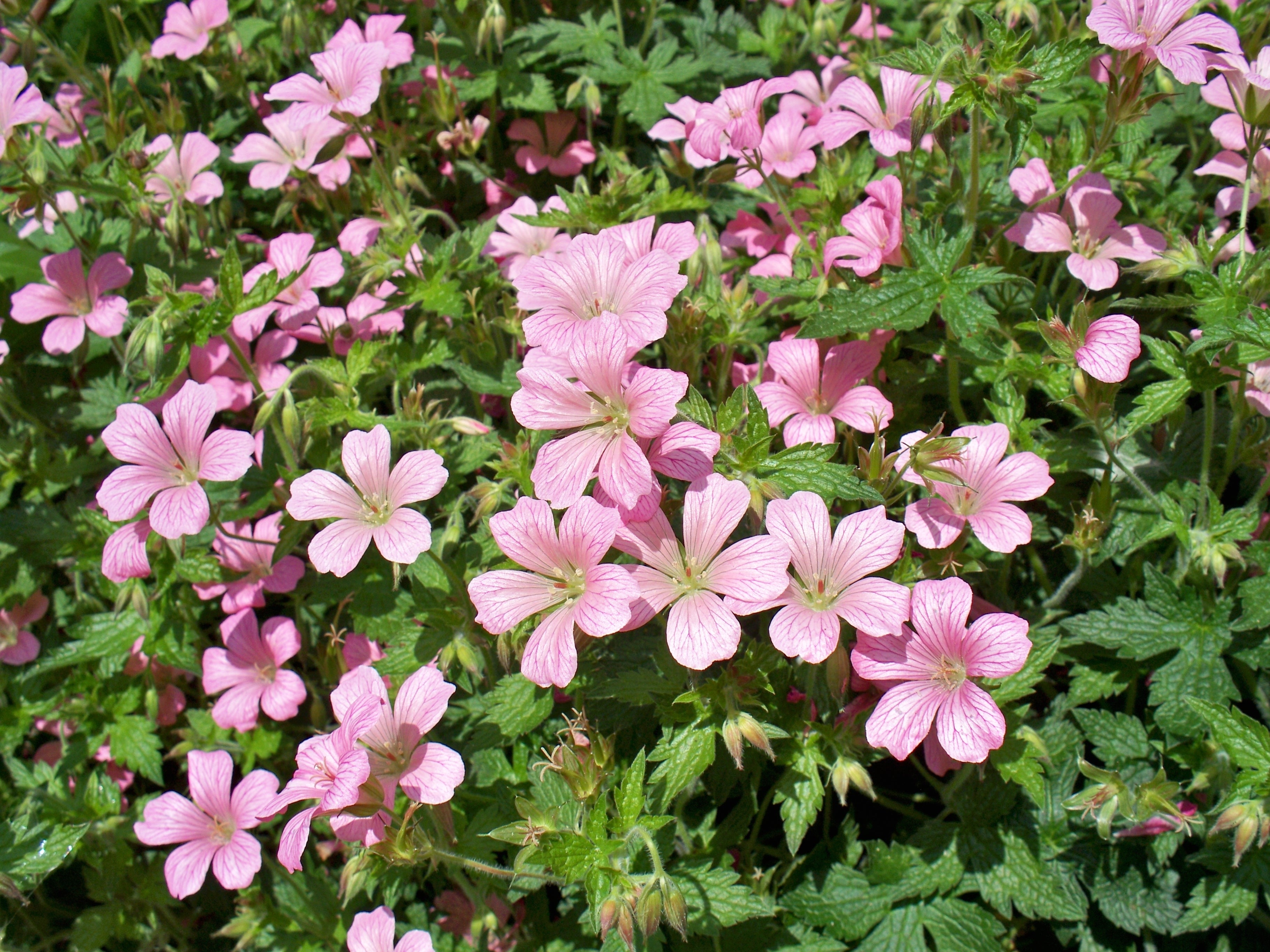 pink phlox flower
