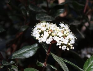 white cluster flower thumbnail