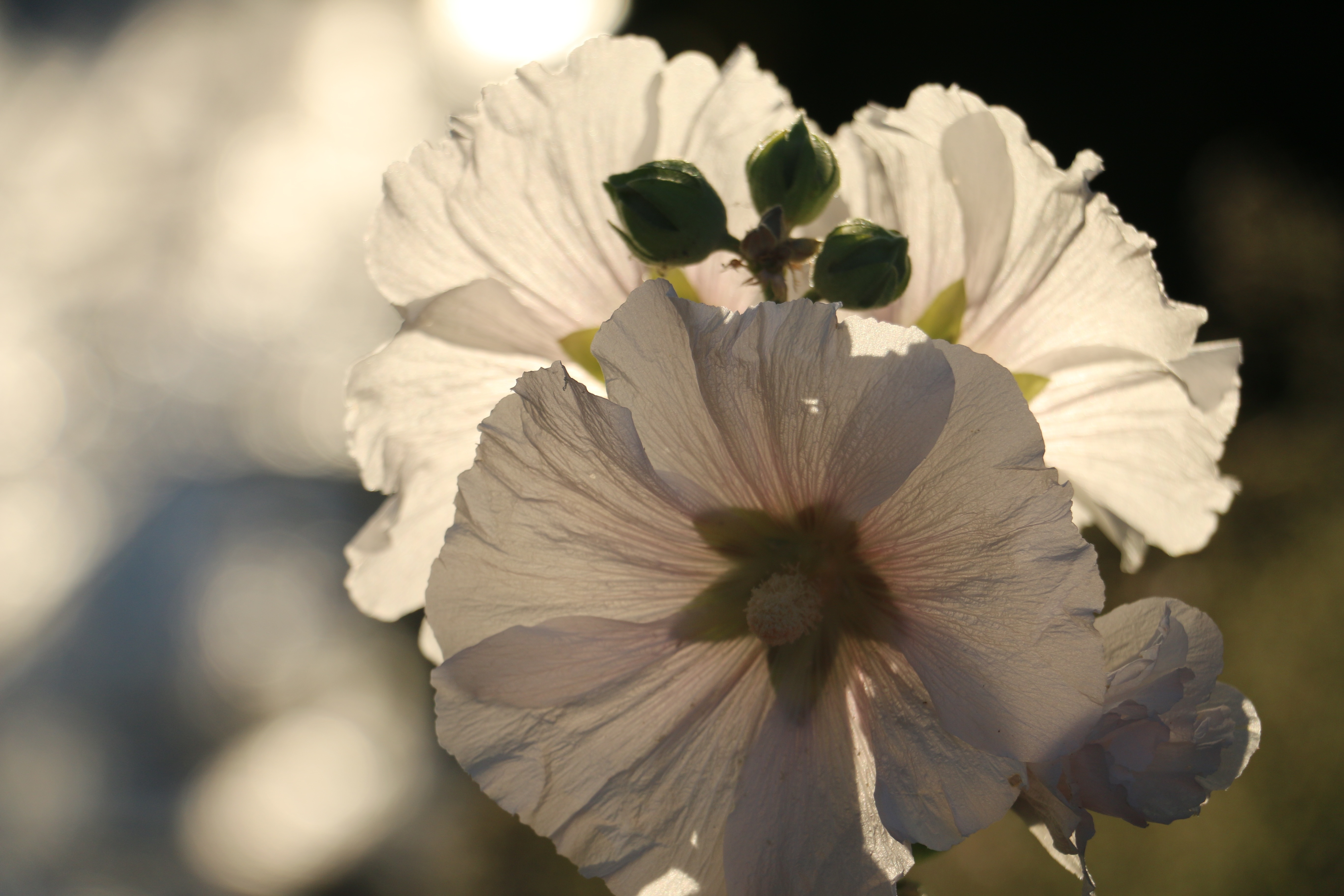 white flower plant