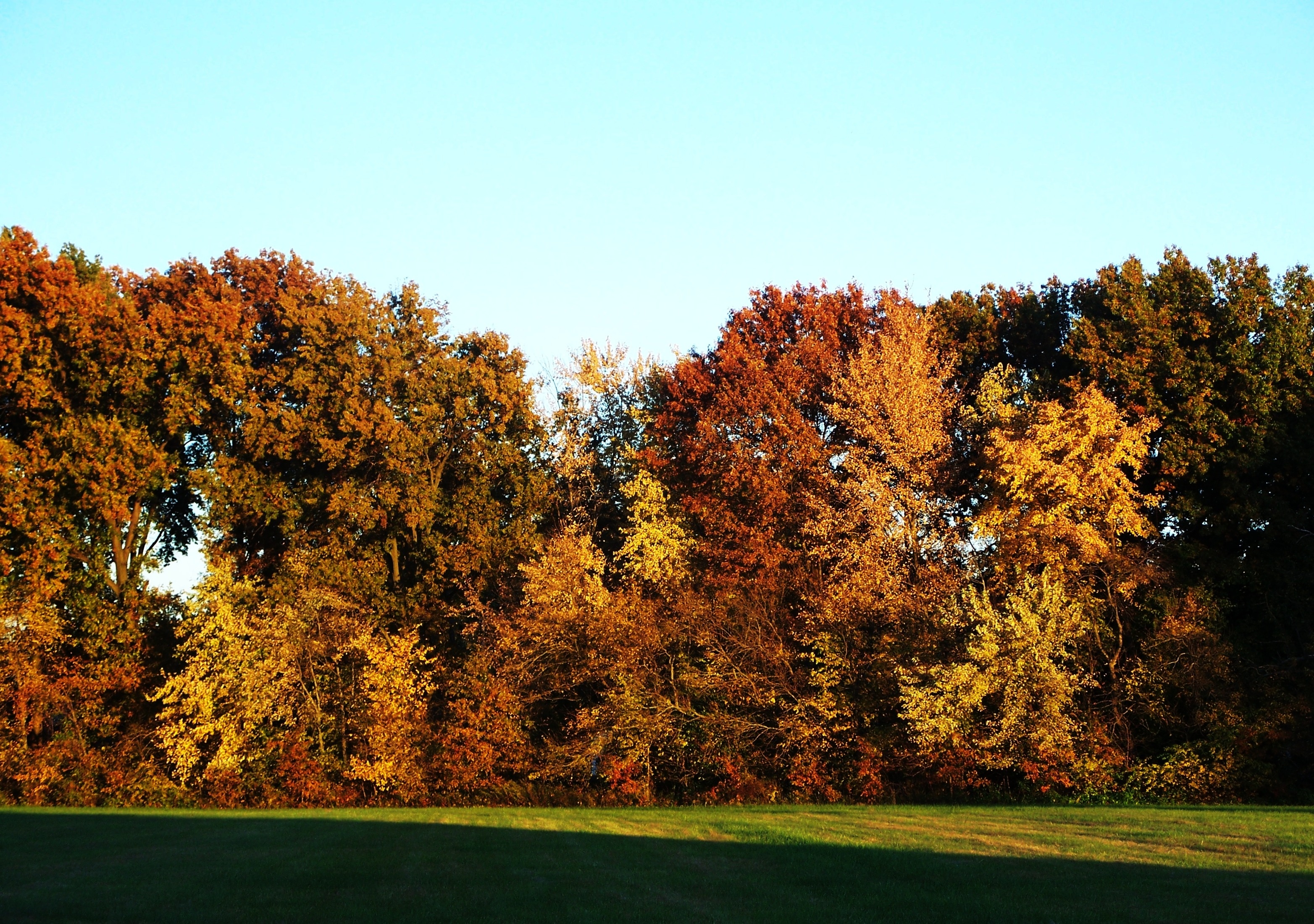brown leaf trees