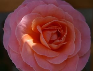 pink petaled flower thumbnail