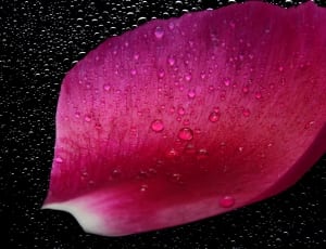 pink flower petal with water drops thumbnail